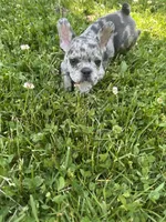 Rome, a male French Bulldog for sale in Crete, IL – 1 of 1