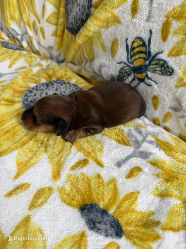 Orlan  – Dachshund puppy for sale in Crete, IL