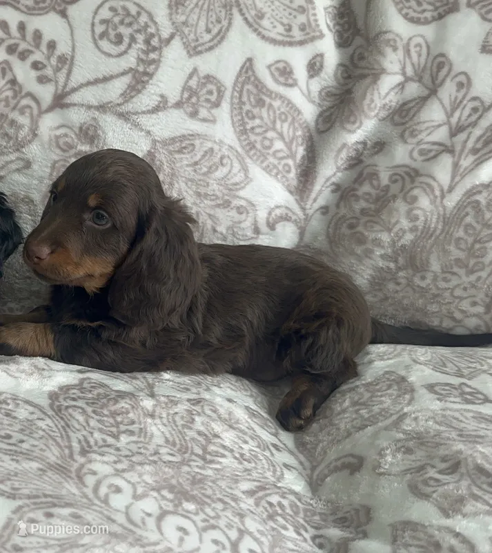 Male 3  – Miniature Dachshund puppy for sale in Crete, IL