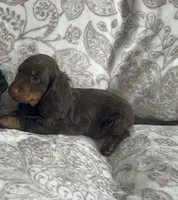 Male 3 , a male Miniature Dachshund for sale in Crete, IL – 1 of 1