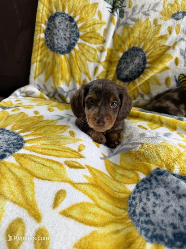 Lonzo – Miniature Dachshund puppy for sale in Nappanee, IN