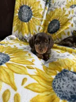 Lonzo, a male Miniature Dachshund for sale in Crete, IL – 1 of 1