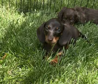 Female 2, a male Miniature Dachshund for sale in Crete, IL – 2 of 2