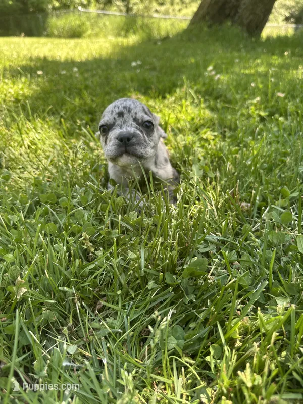 Riley – French Bulldog puppy for sale in Crete, IL