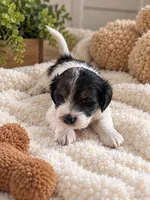 Male 2 , a male Shih Tzu and Miniature Dachshund for sale in Crete, IL – 1 of 1