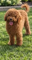 Austin , a male Miniature Goldendoodle for sale in Crete, IL – 1 of 1
