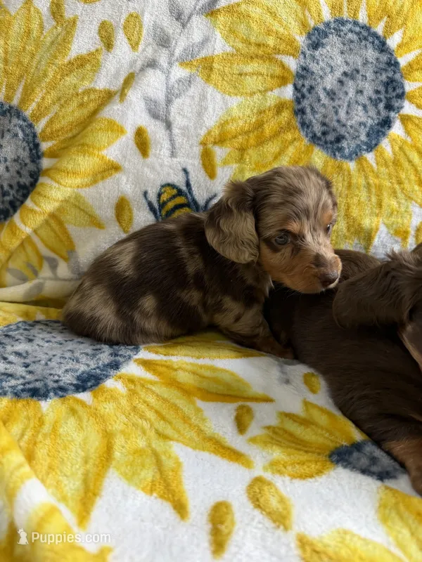Lera – Miniature Dachshund puppy for sale in Nappanee, IN
