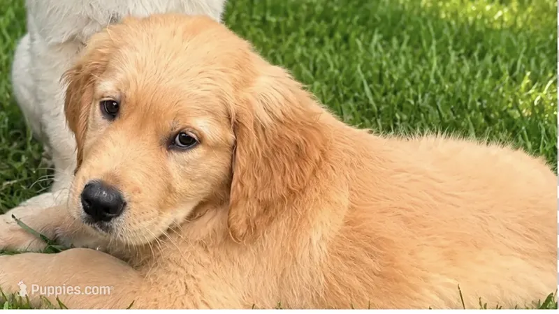Female 1  – Golden Retriever puppy for sale in Crete, IL