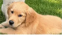 Female 1 , a female Golden Retriever for sale in Crete, IL – 1 of 2