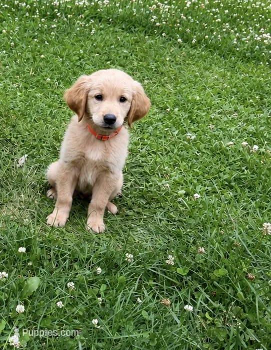 Isabella – Golden Retriever puppy for sale in Crete, IL