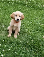 Isabella, a female Golden Retriever for sale in Crete, IL – 1 of 1