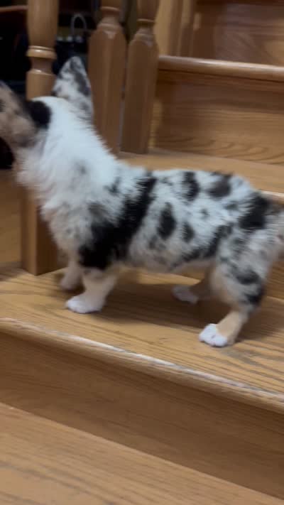 Xena, a female Pembroke Welsh Corgi for sale in Crete, IL – 2 of 2