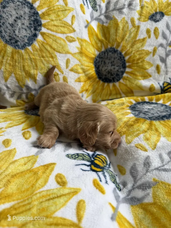 Kent  – Dachshund puppy for sale in Crete, IL