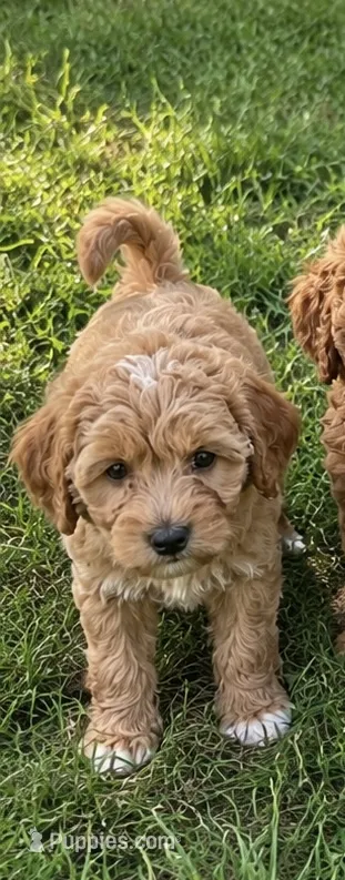 Leandro – Miniature Goldendoodle puppy for sale in Crete, IL