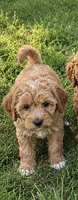 Leandro, a male Miniature Goldendoodle for sale in Crete, IL – 1 of 2