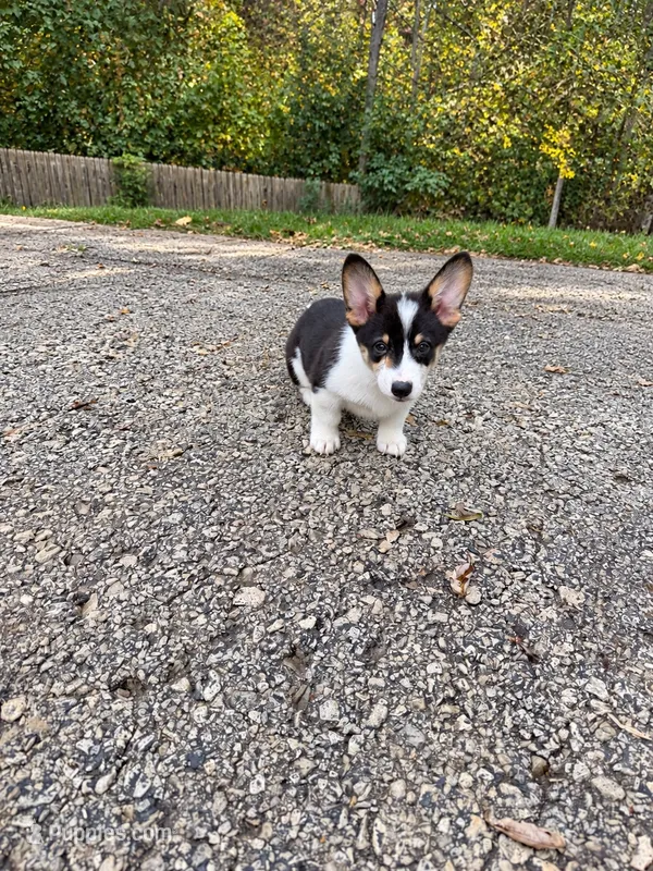 Pepper – Cardigan Welsh Corgi, Pembroke Welsh Corgi puppy for sale in Crete, IL
