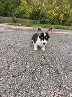 Pepper, a female Cardigan Welsh Corgi and Pembroke Welsh Corgi for sale in Crete, IL – 1 of 1