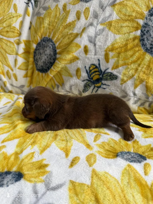Kam – Dachshund puppy for sale in Crete, IL