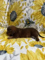 Kam, a female Dachshund for sale in Crete, IL – 1 of 1