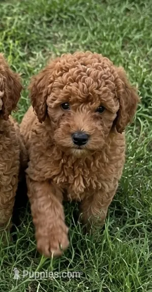 Lily – Miniature Goldendoodle puppy for sale in Crete, IL