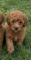 Lily, a male Miniature Goldendoodle for sale in Crete, IL – 1 of 2