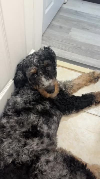 Ziggy, a male Miniature Bernedoodle for sale in Islip, NY – 7 of 7