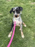 Ziggy, a male Miniature Bernedoodle for sale in Islip, NY – 2 of 7