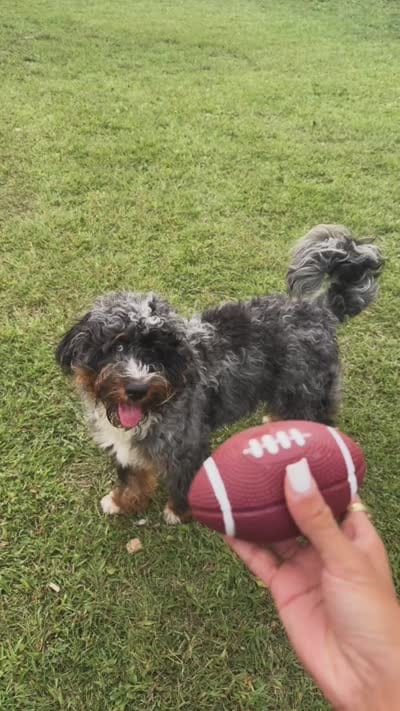 Ziggy, a male Miniature Bernedoodle for sale in Islip, NY – 5 of 7