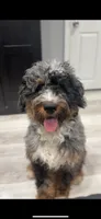 Ziggy, a male Miniature Bernedoodle for sale in Islip, NY – 1 of 7