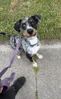 Ziggy, a male Miniature Bernedoodle for sale in Islip, NY – 3 of 7