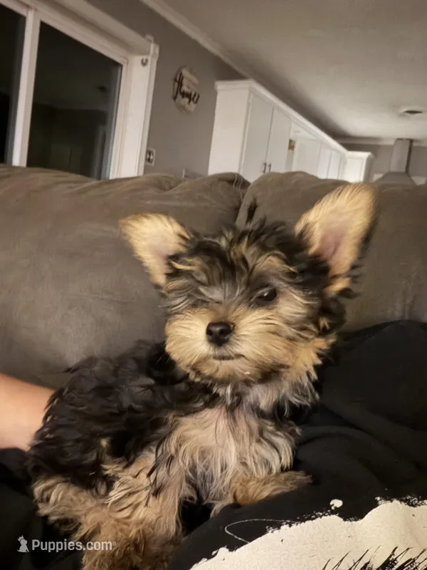 The Runt – Yorkshire Terrier puppy for sale in Clovis, NM