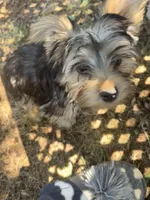 Peanut, a male Yorkshire Terrier for sale in Clovis, NM – 4 of 5