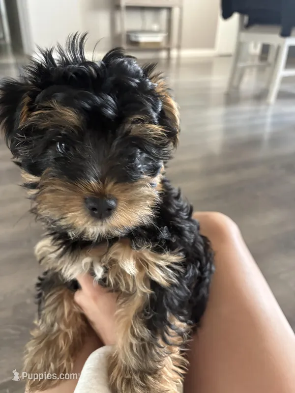 Hank the “tank” – Yorkshire Terrier puppy for sale in Clovis, NM