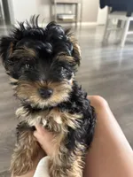 Hank the “tank”, a male Yorkshire Terrier for sale in Clovis, NM – 1 of 2