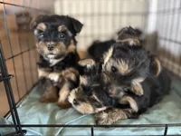 Hank the “tank”, a male Yorkshire Terrier for sale in Clovis, NM – 2 of 2
