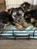 Peanut, a male Yorkshire Terrier for sale in Clovis, NM – 2 of 2