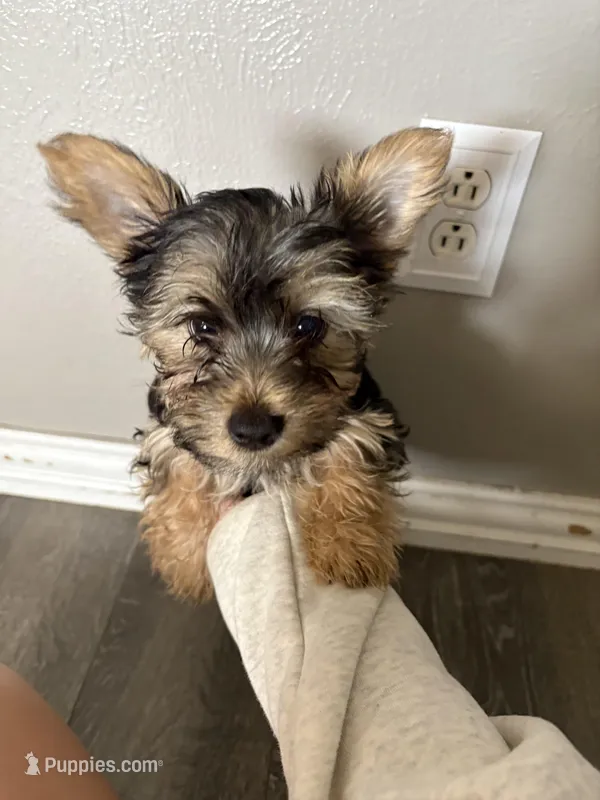 Peanut – Yorkshire Terrier puppy for sale in Clovis, NM