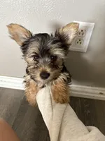 Peanut, a male Yorkshire Terrier for sale in Clovis, NM – 1 of 2