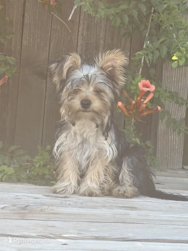 Peanut – Yorkshire Terrier puppy for sale in Clovis, NM