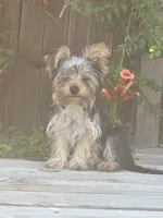 Peanut, a male Yorkshire Terrier for sale in Clovis, NM – 1 of 5