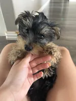 Daisy, a female Yorkshire Terrier for sale in Clovis, NM – 1 of 2