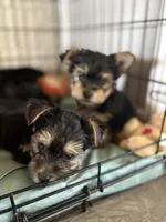 Daisy, a female Yorkshire Terrier for sale in Clovis, NM – 2 of 2