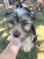 Peanut, a male Yorkshire Terrier for sale in Clovis, NM – 5 of 5