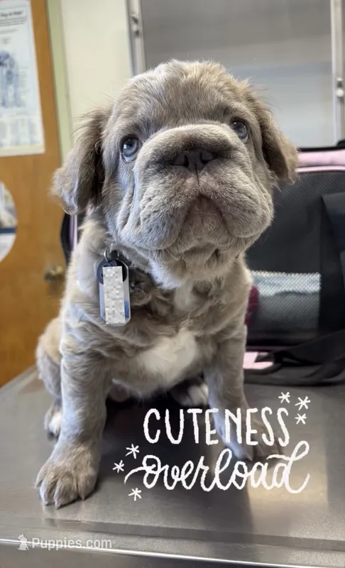 Olive – French Bulldog puppy for sale in Azusa, CA