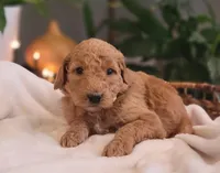 F1b Daphne, a female Goldendoodle for sale in Due West, SC – Photo 1 of 3