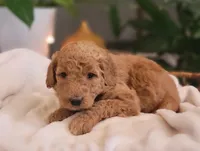 F1b Daphne, a female Goldendoodle for sale in Due West, SC – Photo 3 of 3