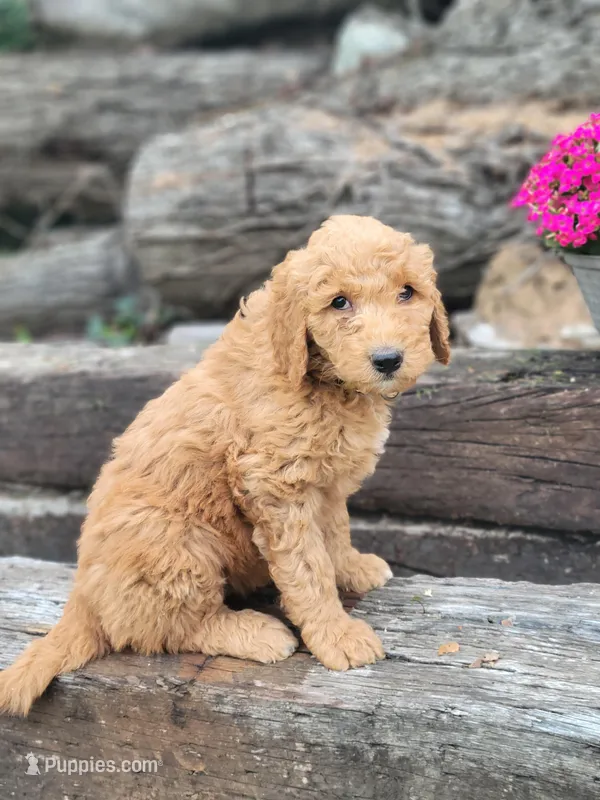 F1b Daphne – Goldendoodle puppy for sale in Due West, SC