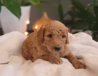 F1b Daphne, a female Goldendoodle for sale in Due West, SC – Photo 2 of 3