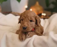 F1b Dante, a male Goldendoodle for sale in Due West, SC – Photo 2 of 3