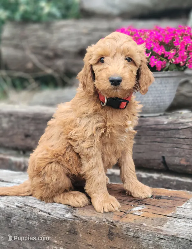 F1b Dante – Goldendoodle puppy for sale in Due West, SC